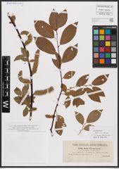 Foto von Salix caprea L. x Salix daphnoides Vill.